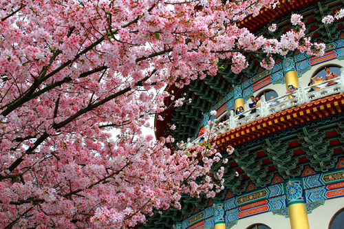 置身日本 楊承憲